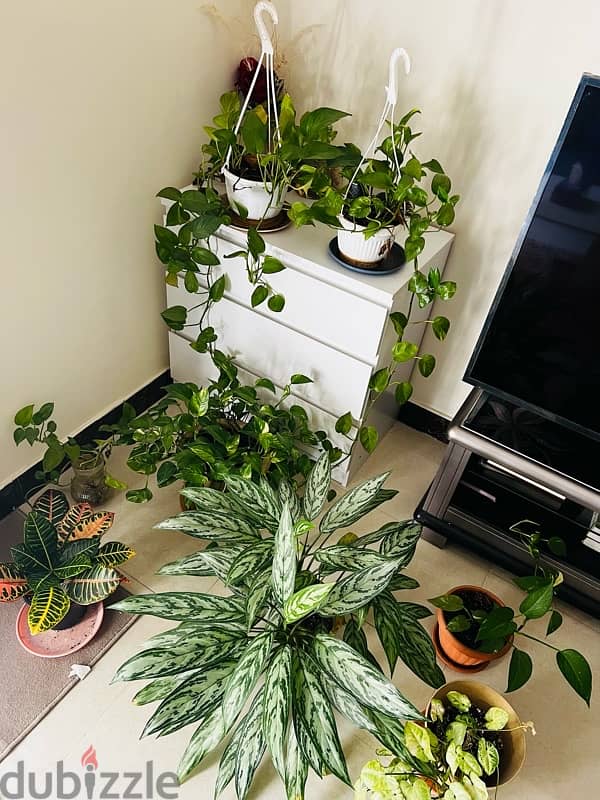 Indoor plants for sale 0