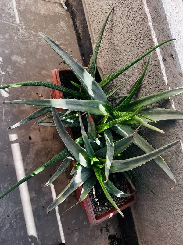 Indoor plants for sale 1