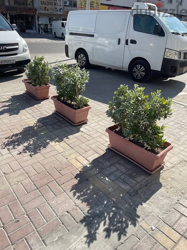 6 plants with pots for sale 0