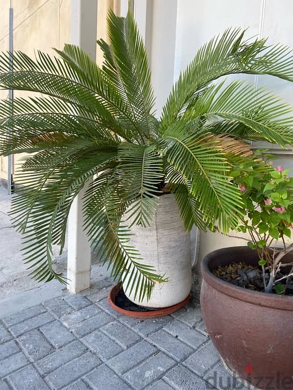 sago plant with 60 cm hight pot 0