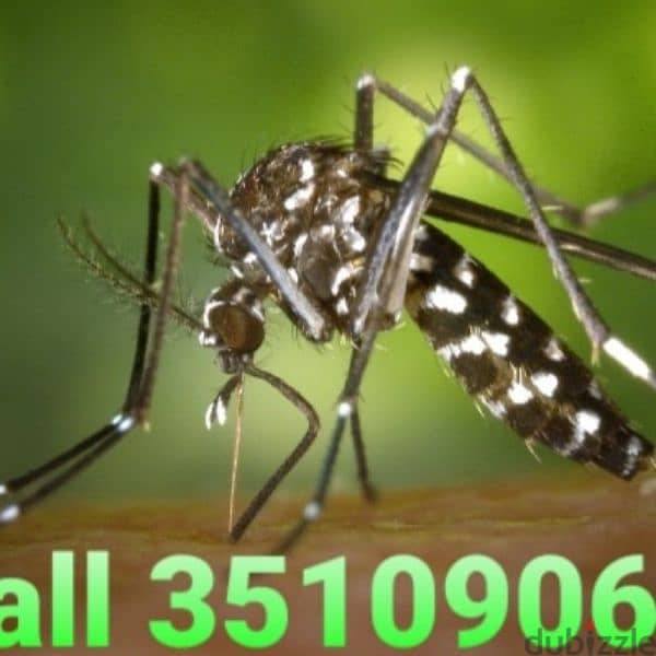 pest control service   خدمة مكافحة الحشرات 1