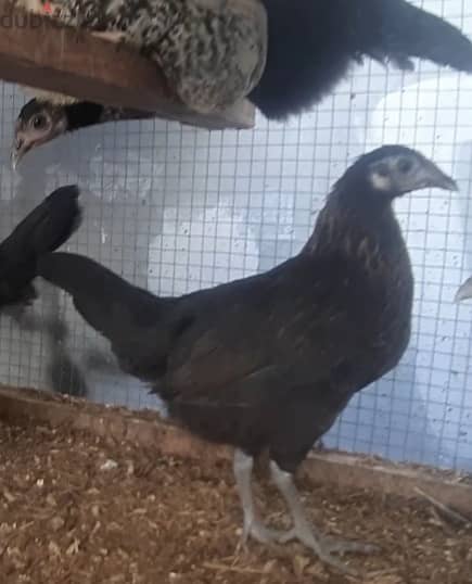 3 month old chicken for sell 1