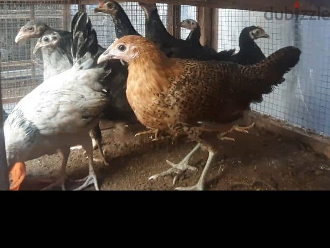 3 month old chicken for sell 0