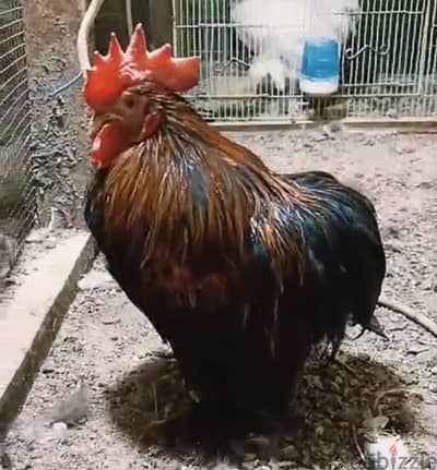 Rooster