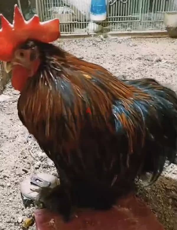 Rooster for sale 1