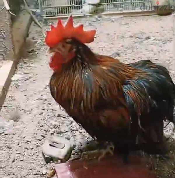 Rooster for sale 2