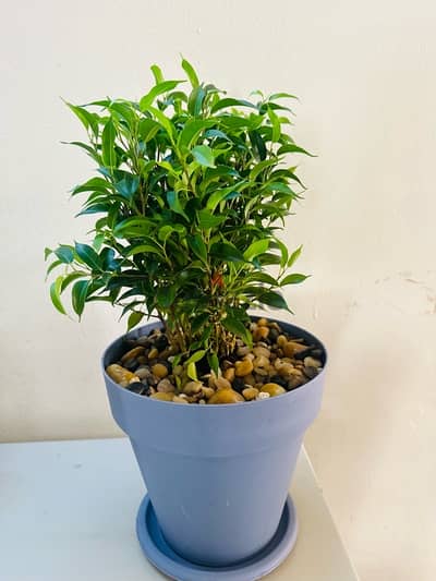 Indoor plant