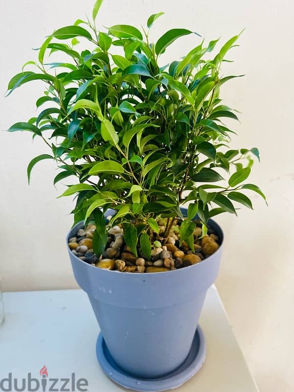 Indoor plant 1