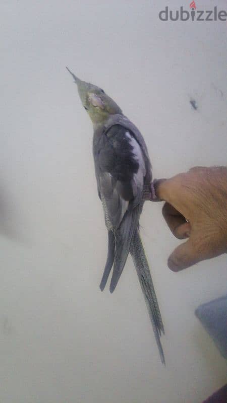 for sale Tamed trained healthy  Cockatiel 33125442 0