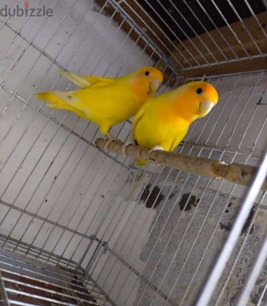 lutino breeding pair lovebirds 0