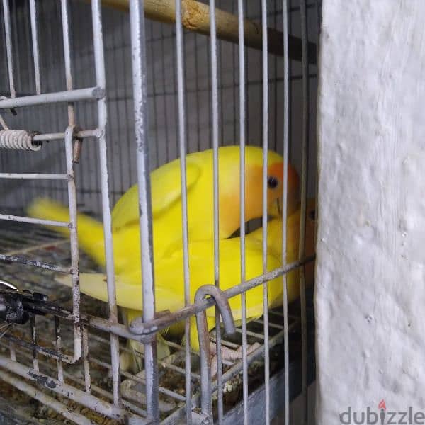 lutino breeding pair lovebirds 1