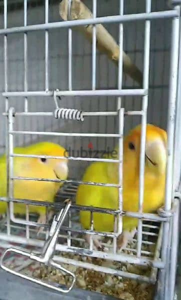 lutino breeding pair lovebirds 2