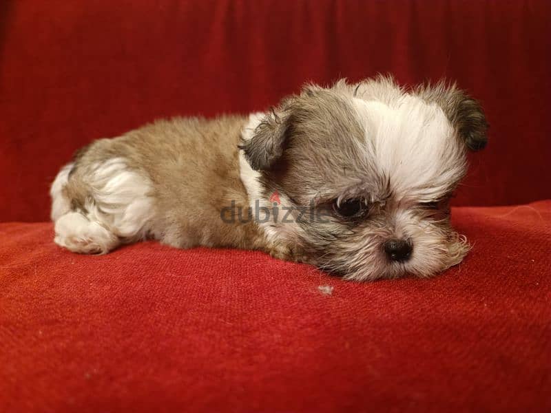 2 month old shih tzu 0