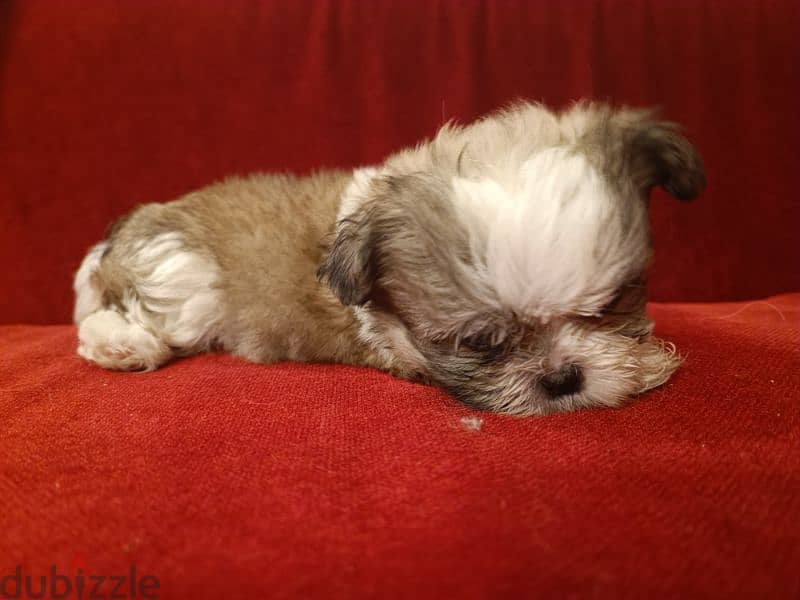 2 month old shih tzu 1