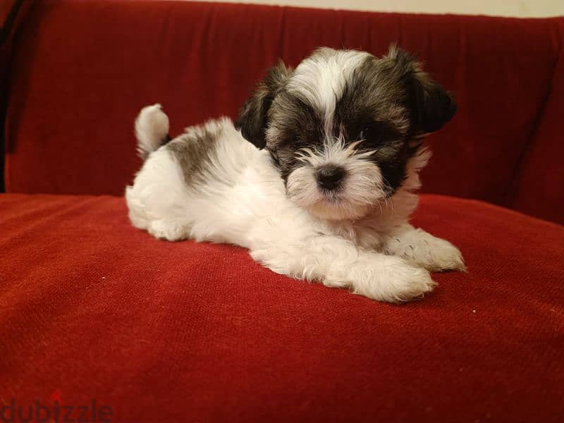 2 month old shih tzu 2