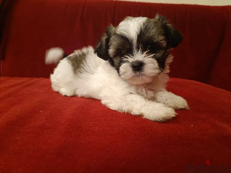 2 month old shih tzu 3