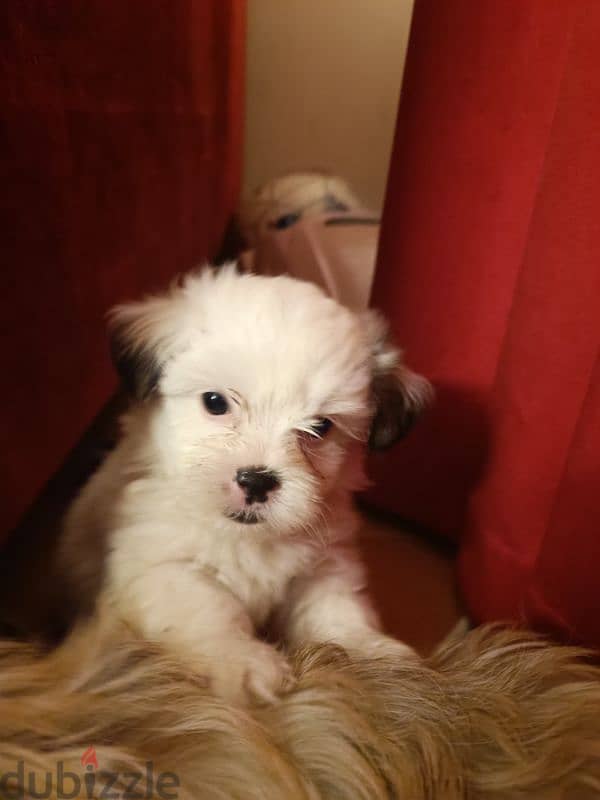 2 month old shih tzu 4