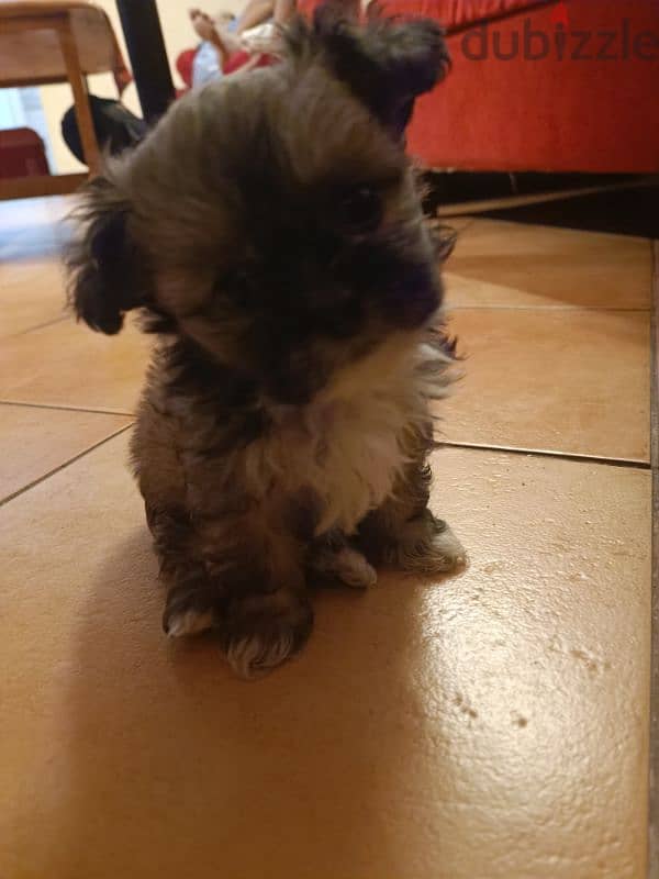 2 month old shih tzu 5