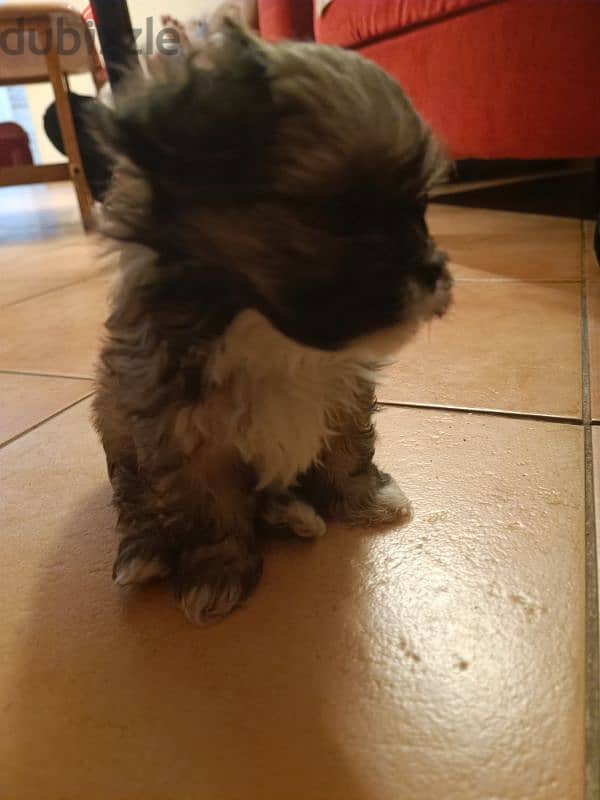 2 month old shih tzu 6