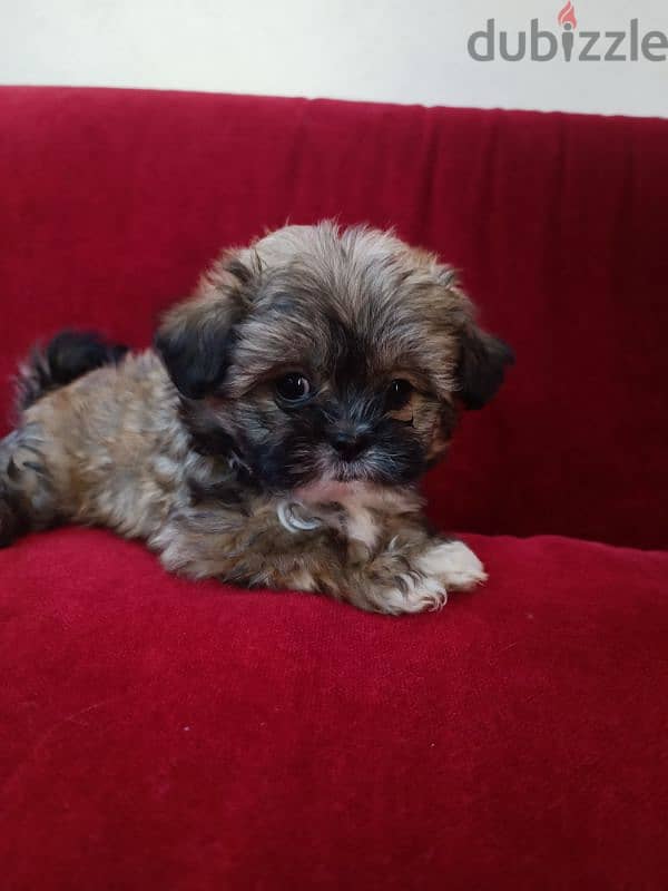 2 month old shih tzu 7