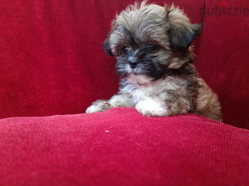 2 month old shih tzu 8