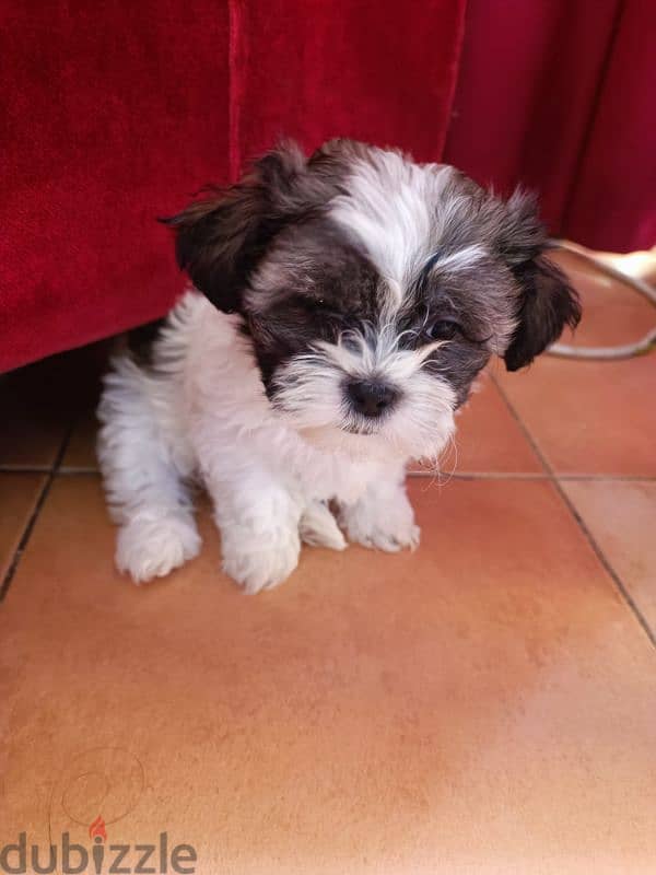 2 month old shih tzu 9