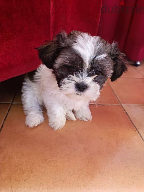 2 month old shih tzu 10