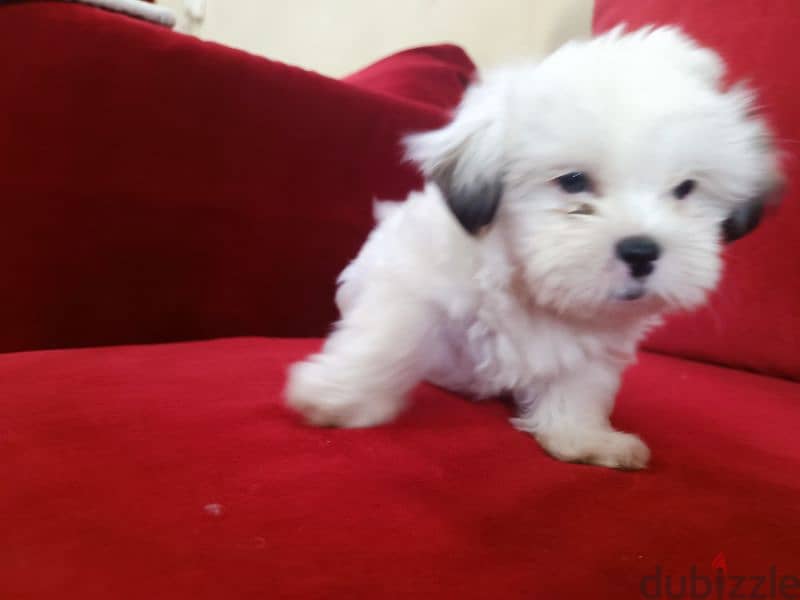 2 month old shih tzu 11