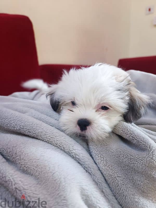 2 month old shih tzu 12