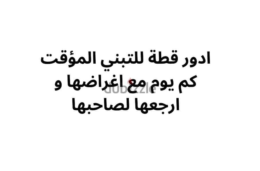 قطة صغيره للتبني المؤقت لفترة ايام قليلة 0