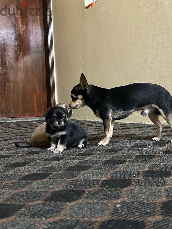 For sale, Chihuahua puppy one month old 2