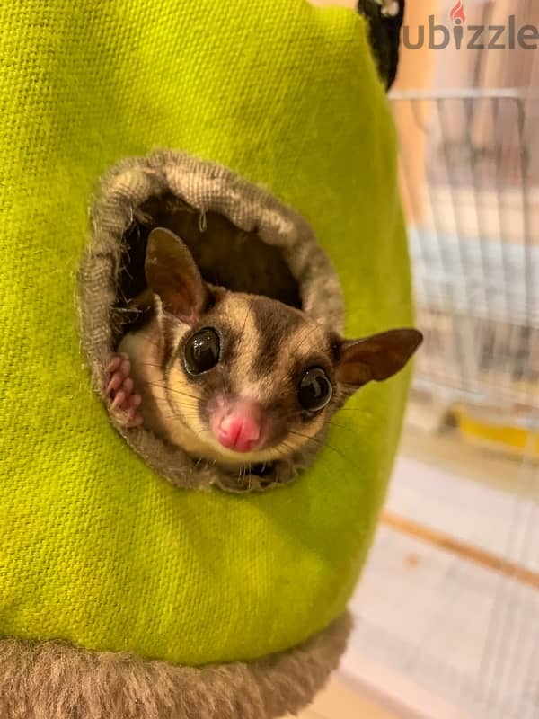 Friendly Sugar Glider For Sale 0