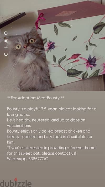 cat for adoption