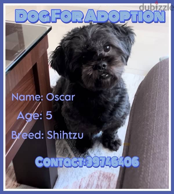 Urgent Dog for Adoption 0