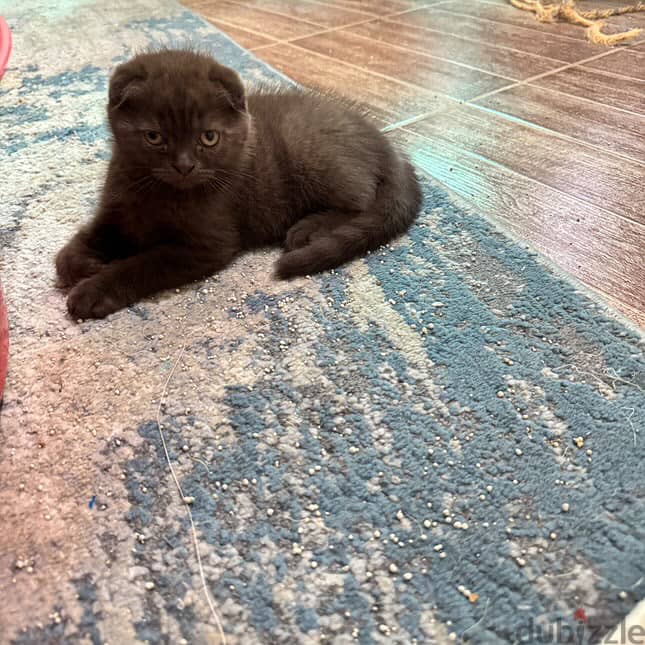 Scottishfold male and female 0