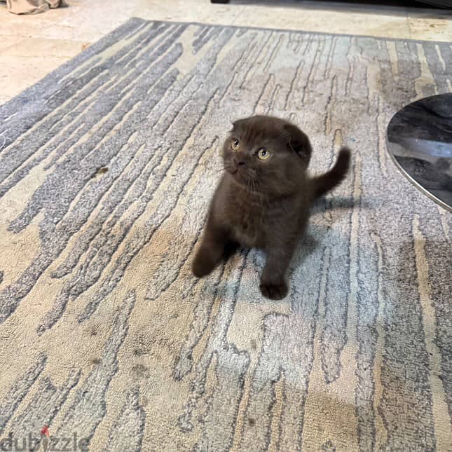 Scottishfold male and female 1