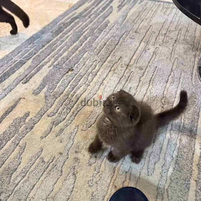 Scottishfold male and female 2