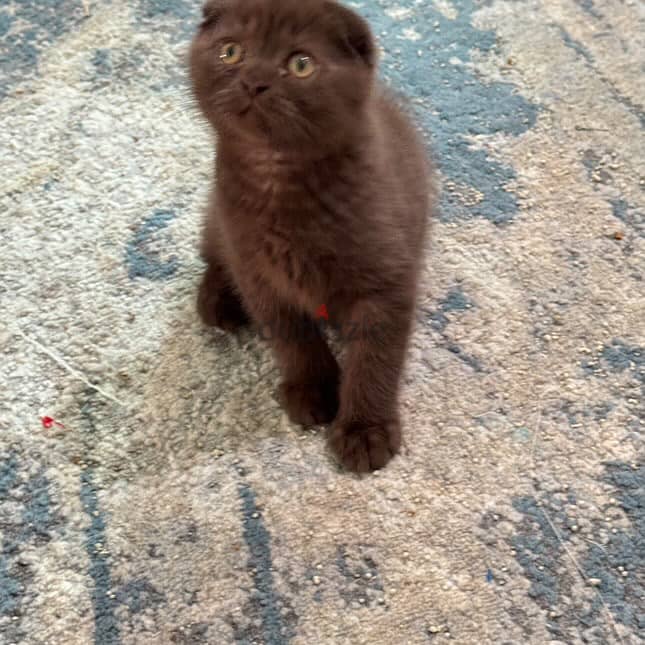 Scottishfold male and female 3