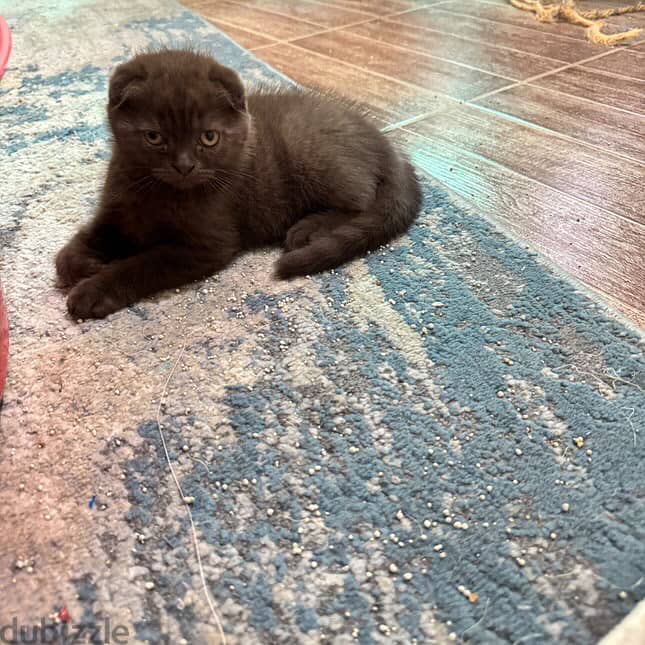 Scottishfold male and female 5