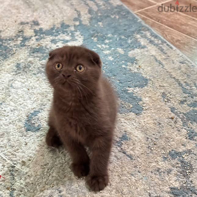 Scottishfold male and female 6