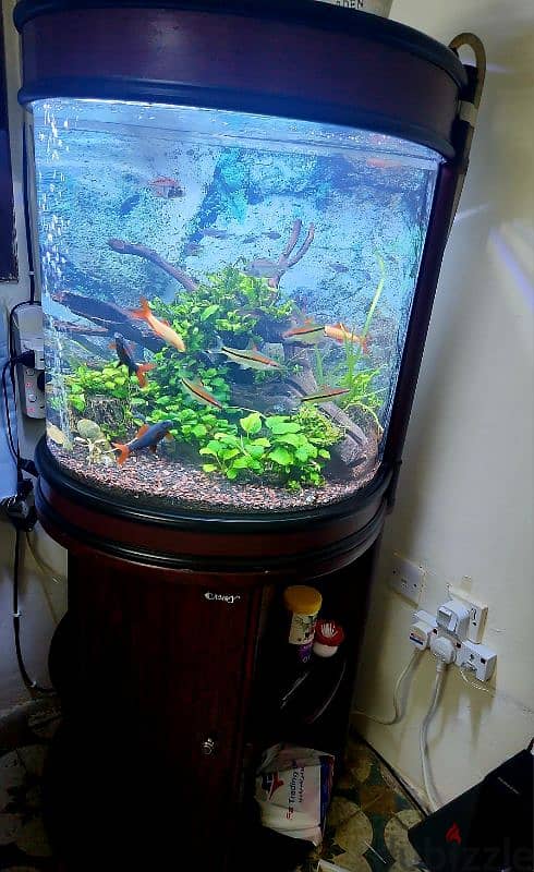 Planted Aquarium BD60 0