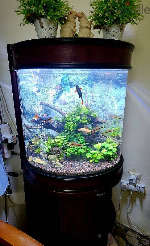 Planted Aquarium BD60 1