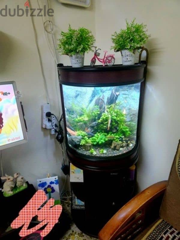 Planted Aquarium BD60 2