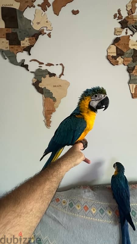 For sale Two blue & gold Macaw 0