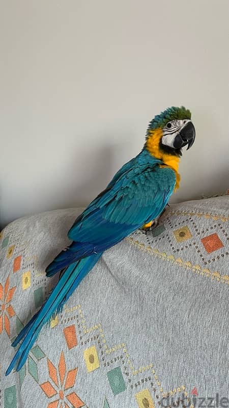 For sale Two blue & gold Macaw 1