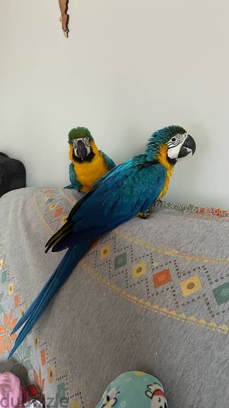 For sale Two blue & gold Macaw 2