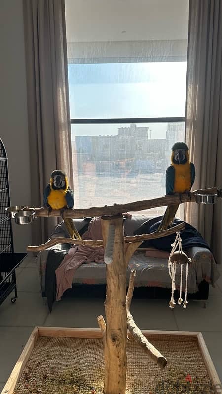 For sale Two blue & gold Macaw 4