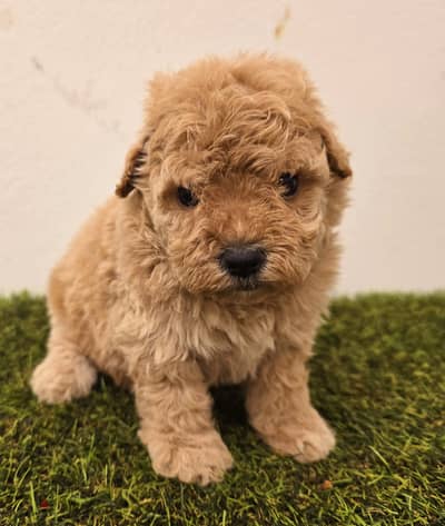 GOLDEN RETRIEVER, POMERANIAN, poodle,yorki