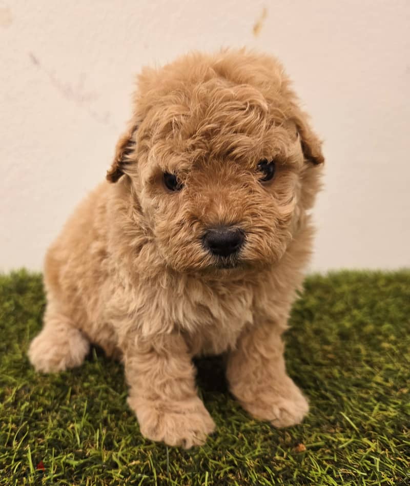 GOLDEN RETRIEVER, POMERANIAN, poodle,yorki 0