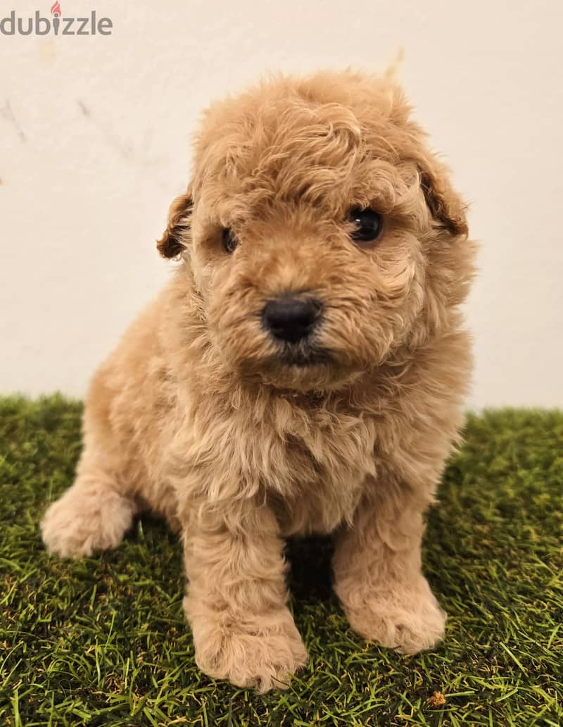 GOLDEN RETRIEVER, POMERANIAN, poodle,yorki 1